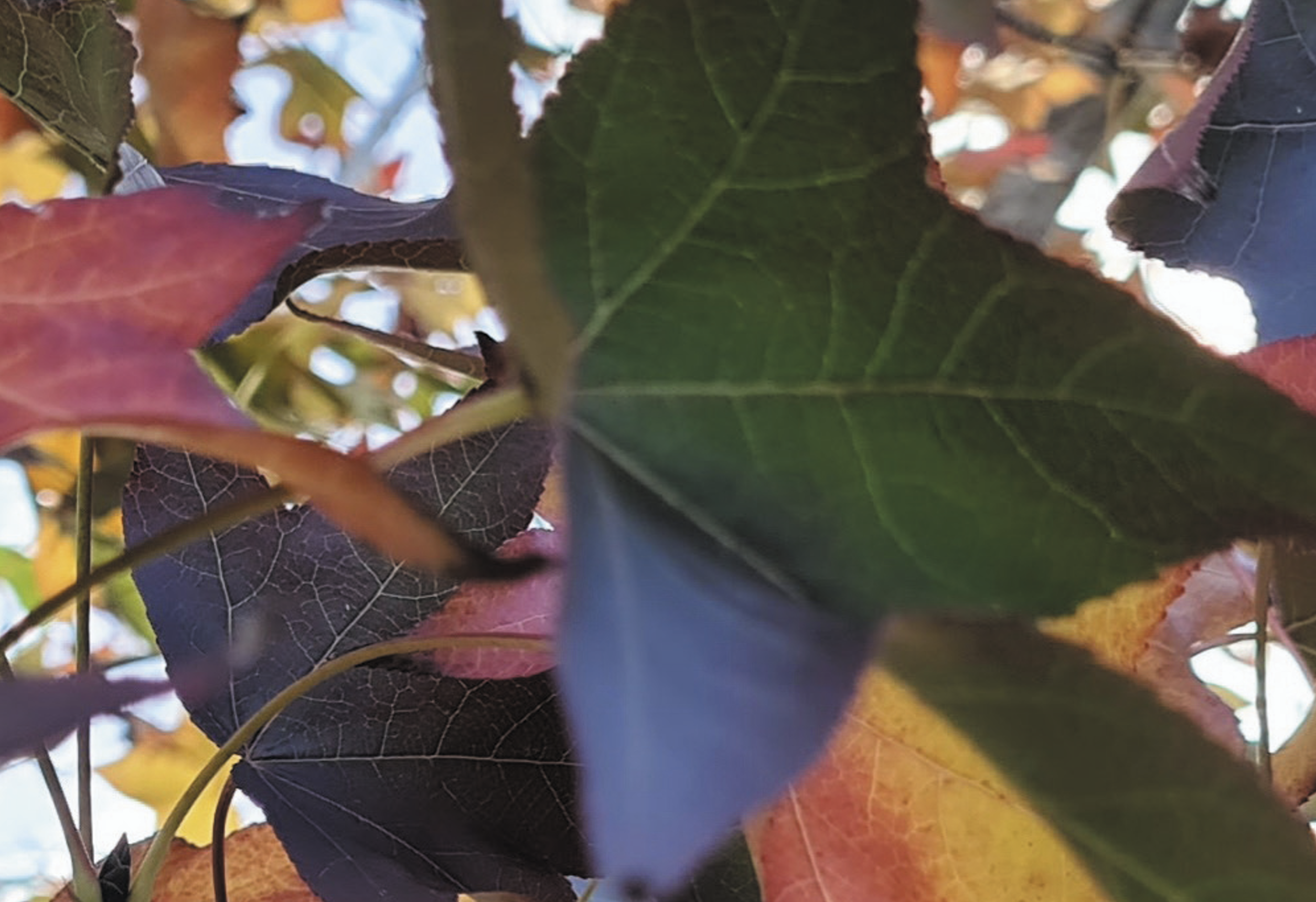 Autumn Tails — Project gallery 1 image 9