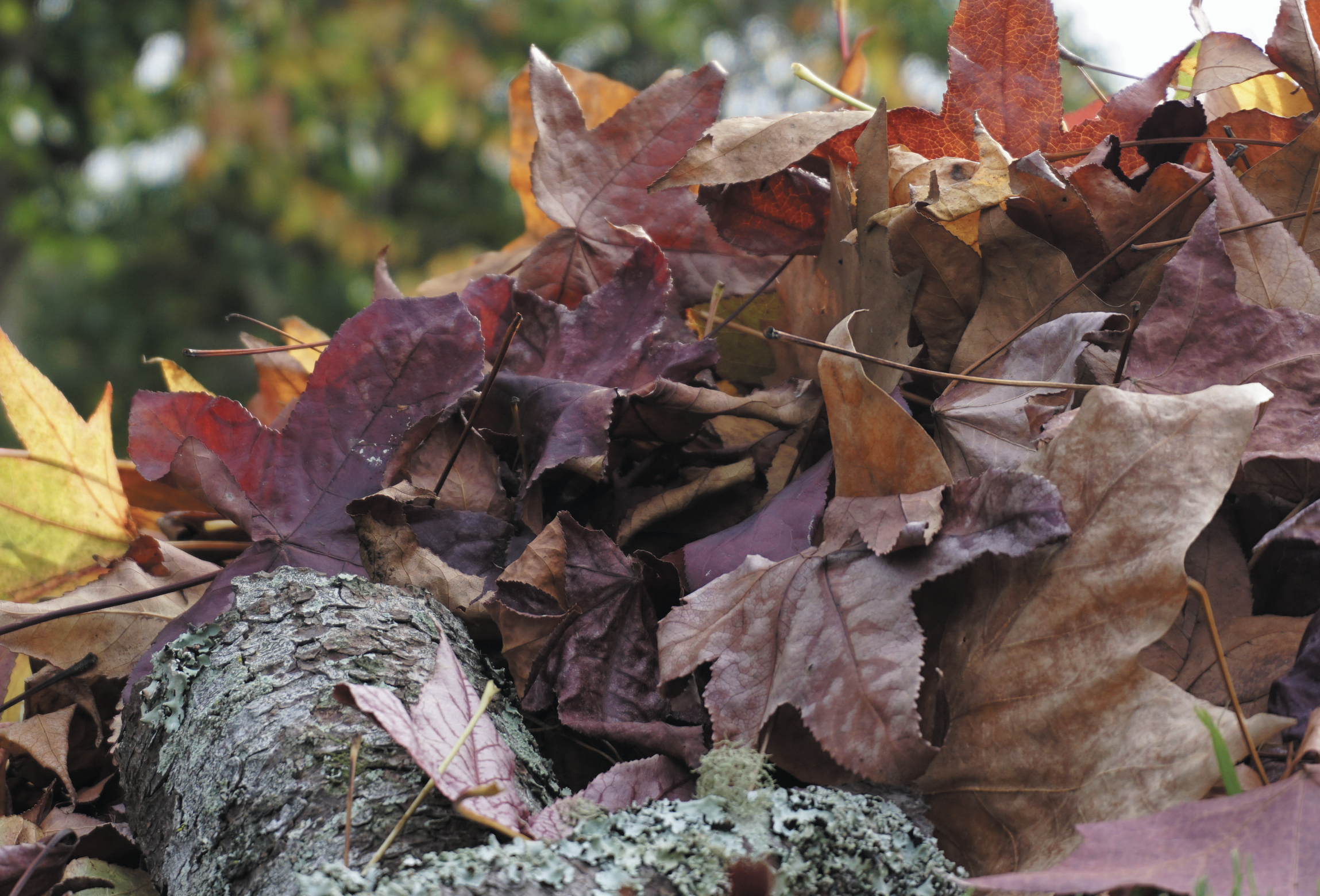 Autumn Tails — Project gallery 1 image 11