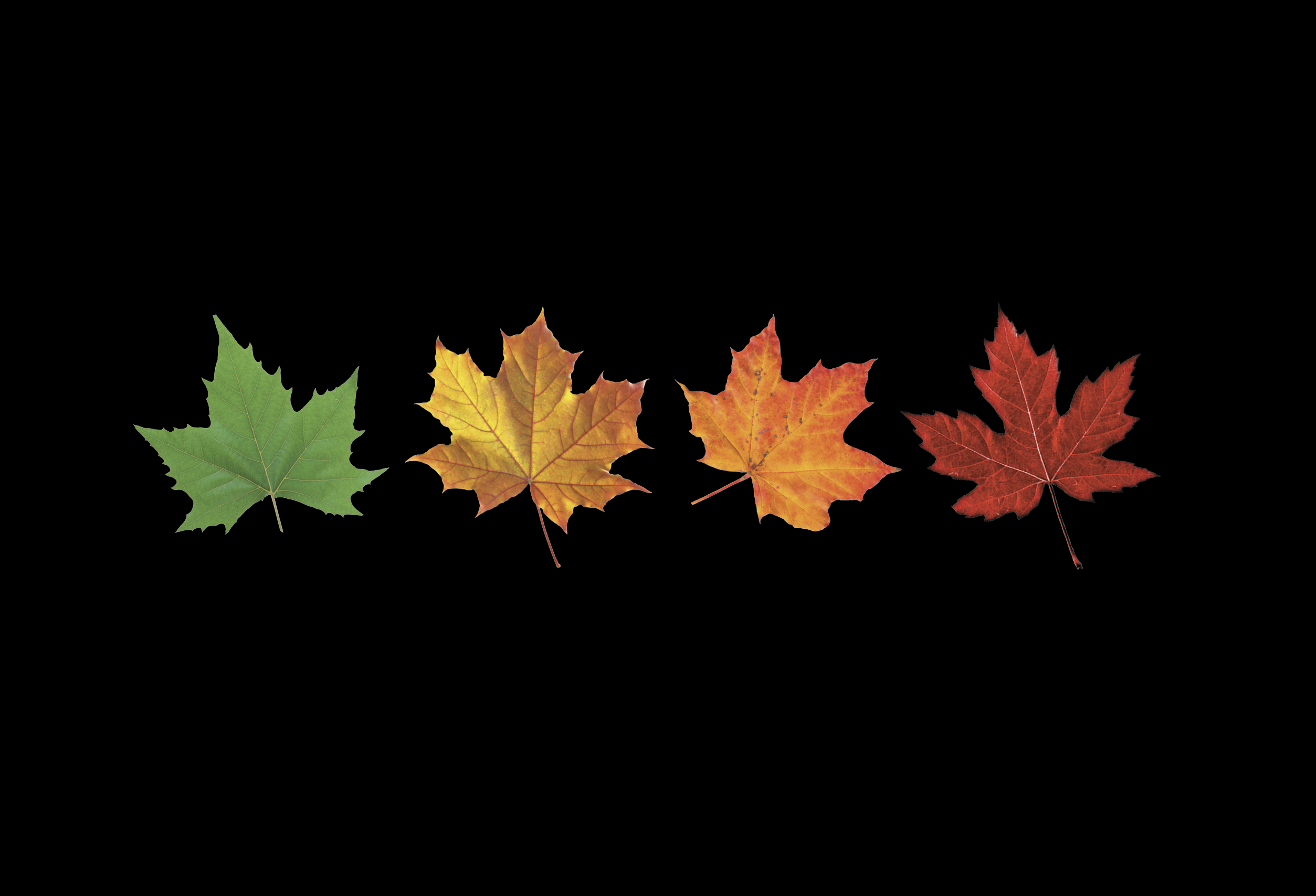 Autumn Tails — Project gallery 1 image 14