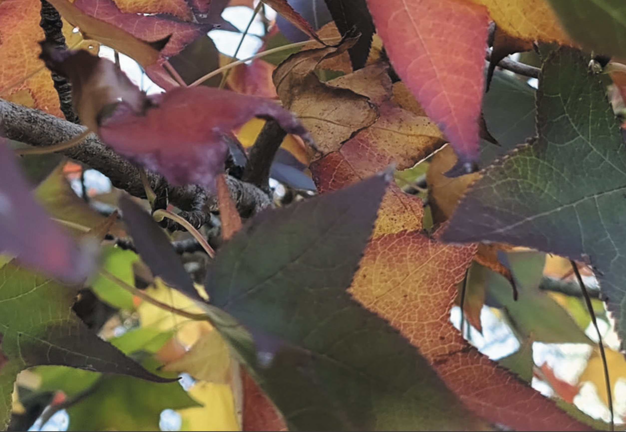 Autumn Tails — Project gallery 1 image 10